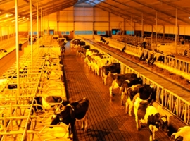 Light for Cows