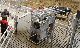 Lely behandelbox